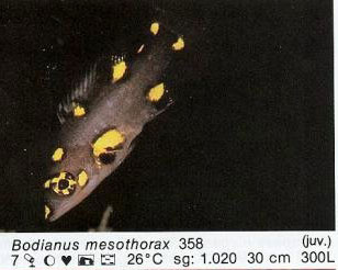 Bodianus mesothorax